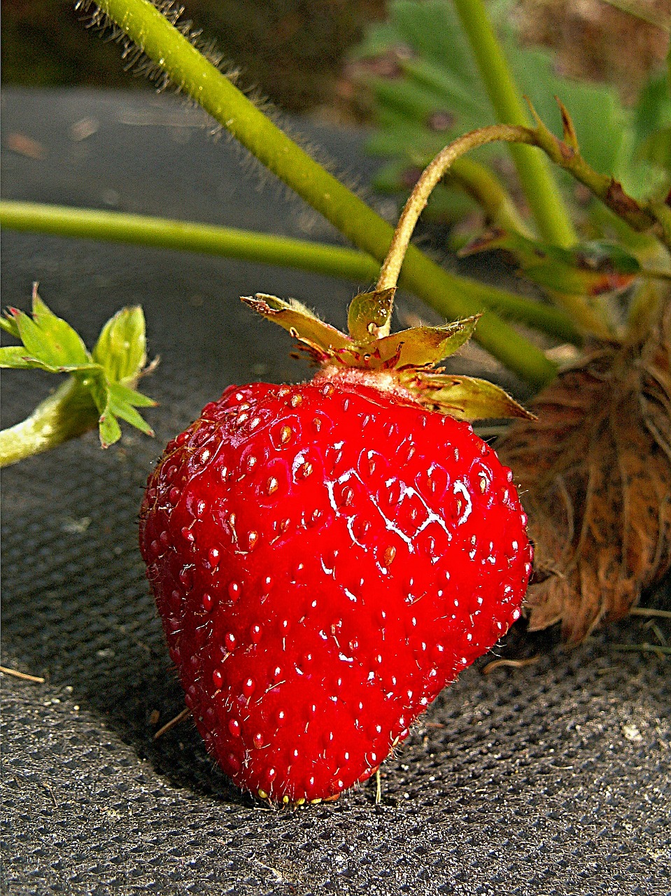 strawberry garden red free photo