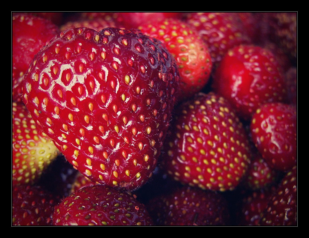 strawberry garden red free photo