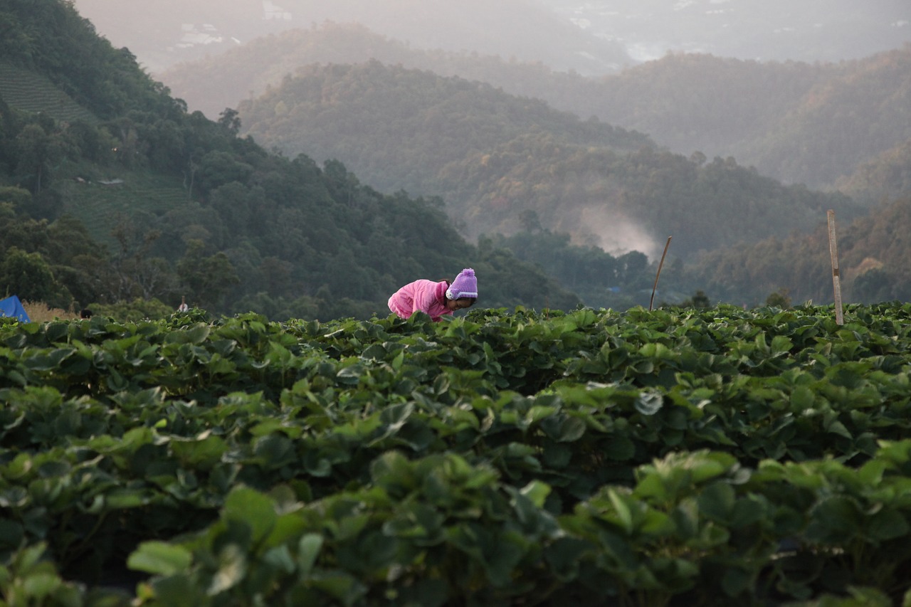 strawberry  mountains  mountain strawberry free photo