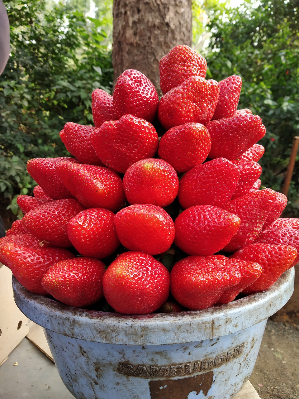 strawberry  fruit  mahabaleshwar free photo