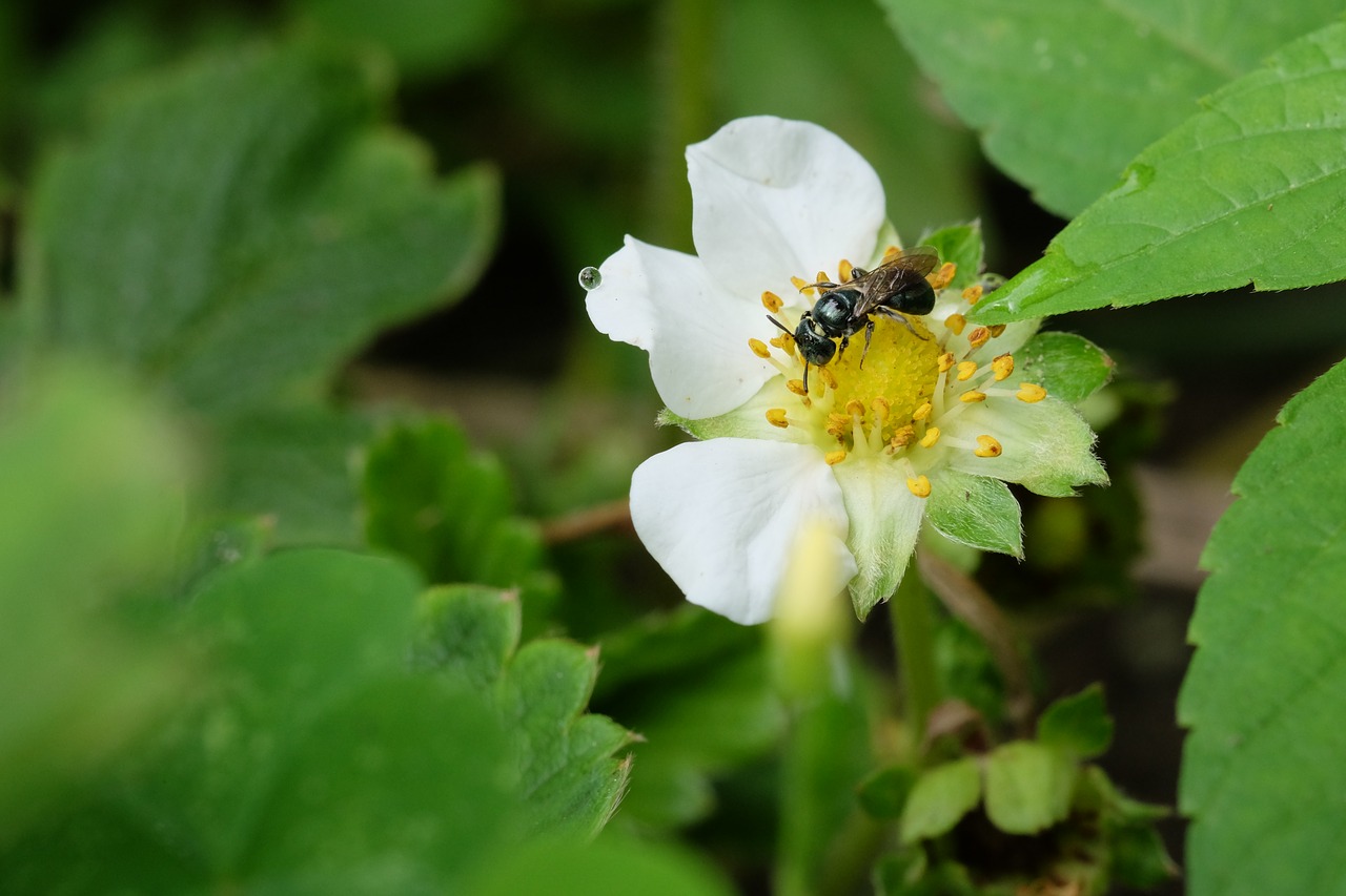 strawberry  bee  blossom free photo