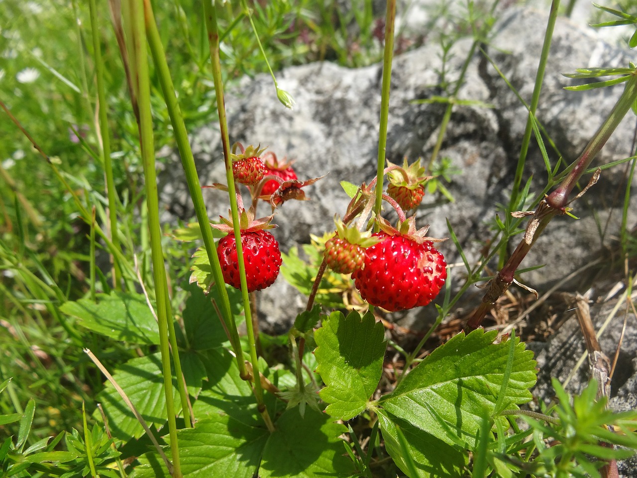 strawberry red berry free photo