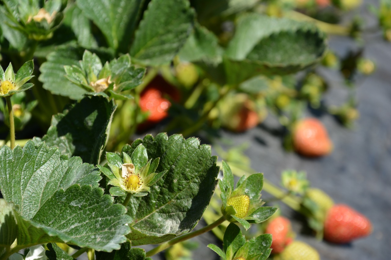 strawberry  planting  harvest free photo