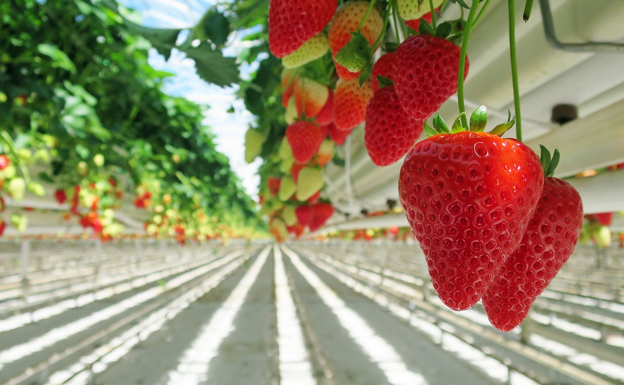 strawberry  strawberries  red free photo