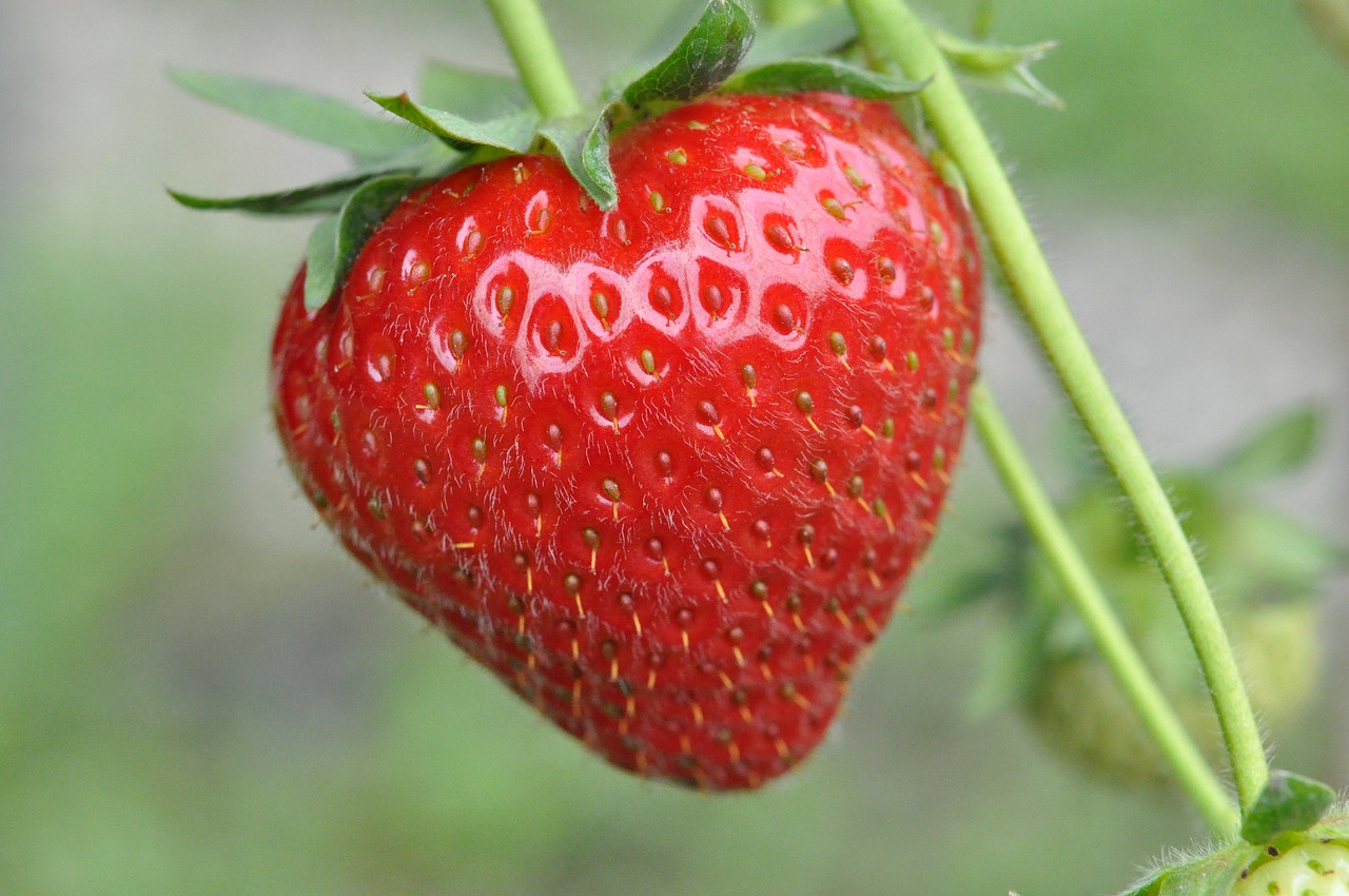 strawberry  strawberries  fruit free photo