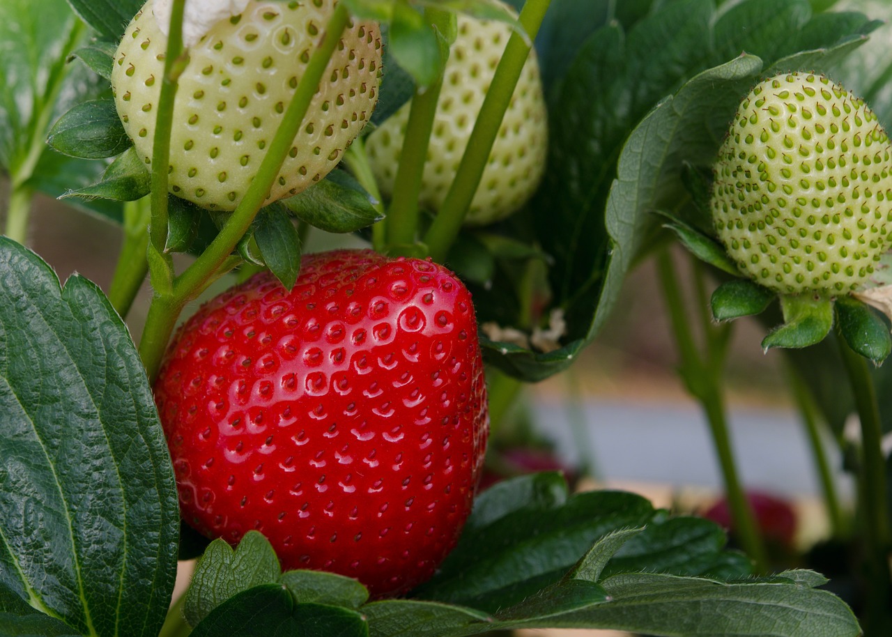 strawberry  strawberries  fruit free photo