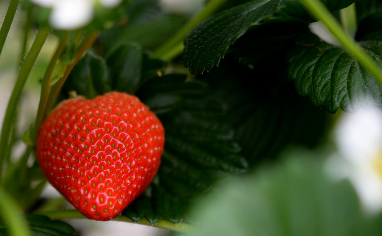 strawberry  strawberries  fruit free photo