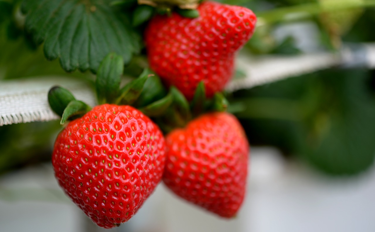 strawberry  strawberries  fruit free photo