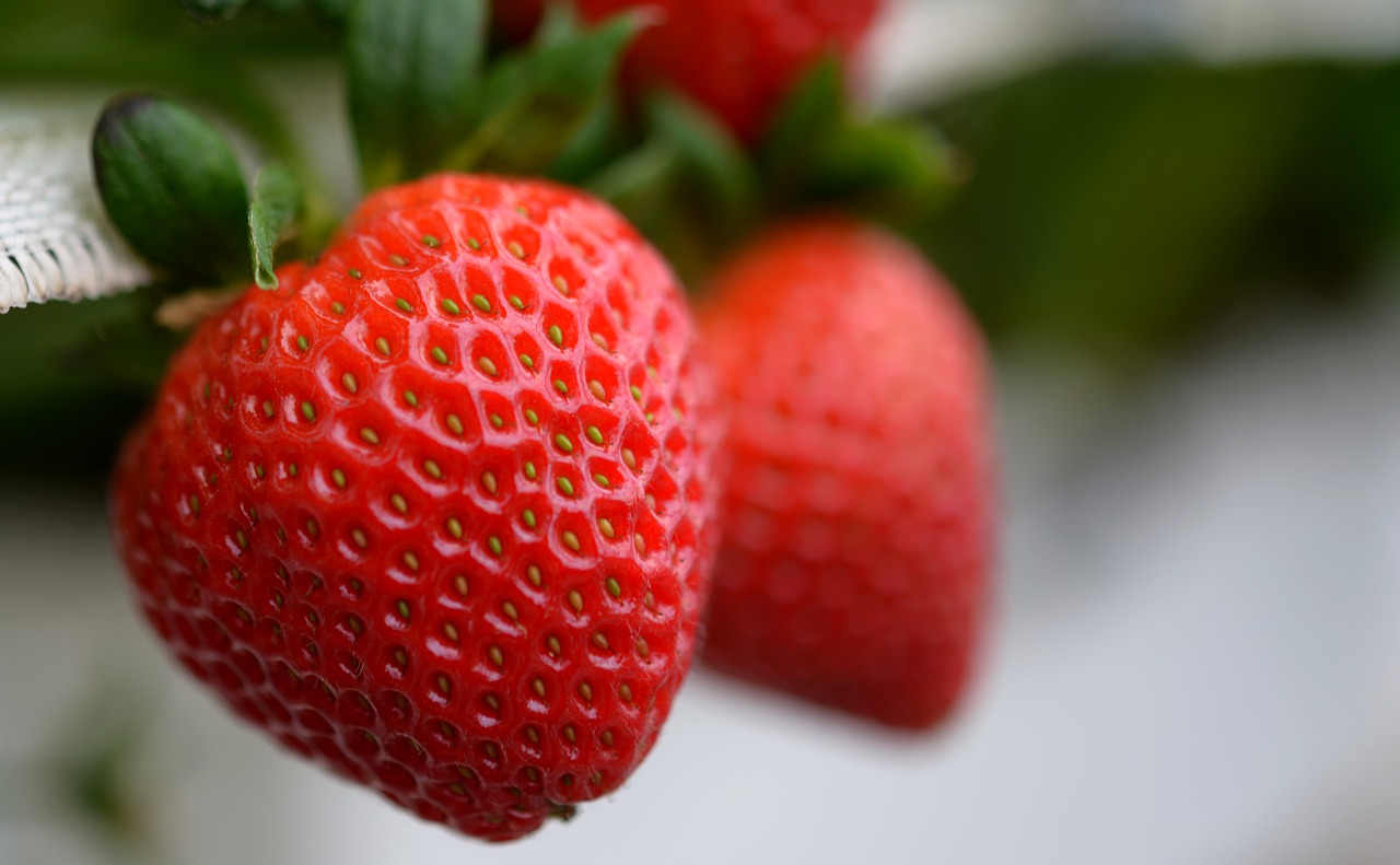 strawberry  strawberries  fruit free photo