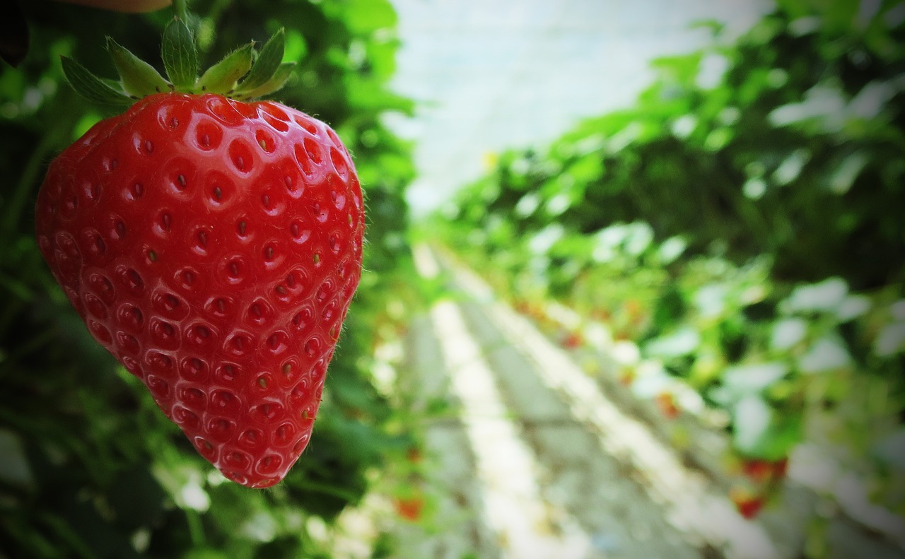 strawberry  strawberries  fruit free photo