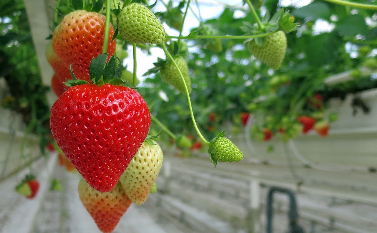 strawberry  strawberries  fruit free photo