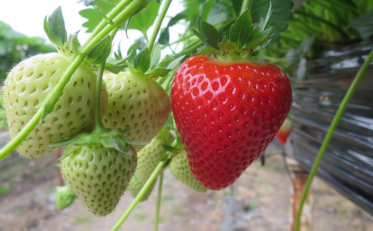 strawberry  strawberries  fruit free photo