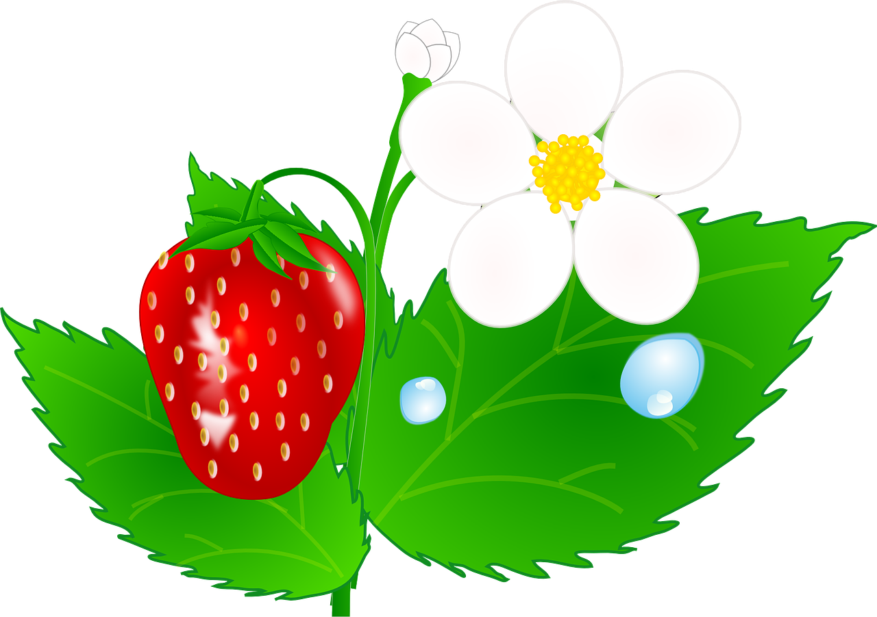strawberry flowers leaves free photo