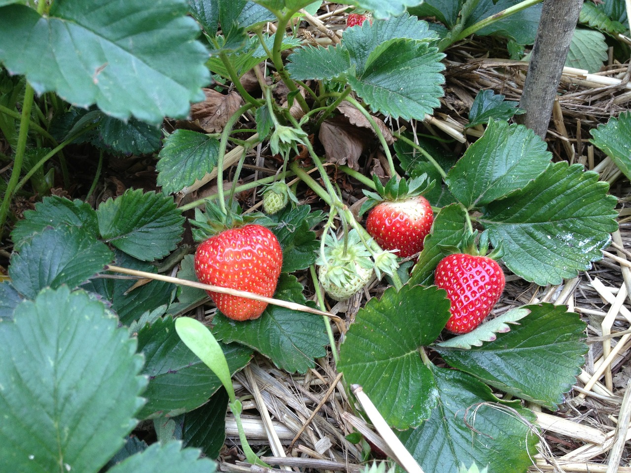 strawberry fruit garden free photo