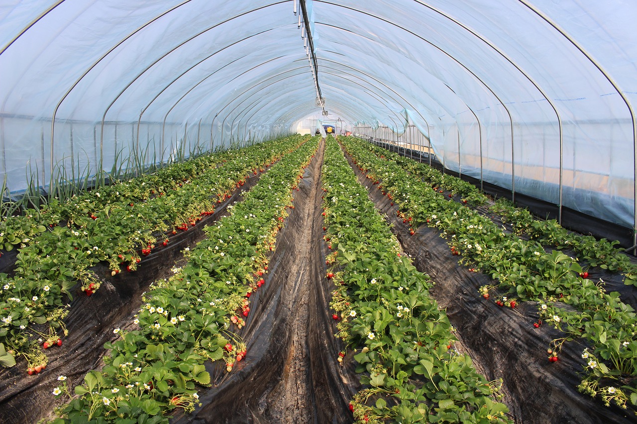 strawberry  farm  agriculture free photo