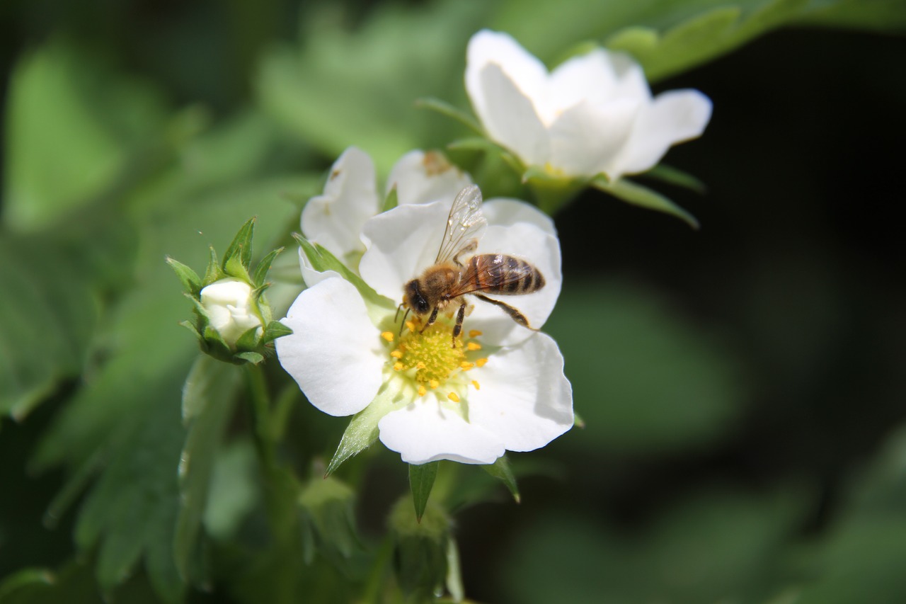 strawberry  bee  flower free photo