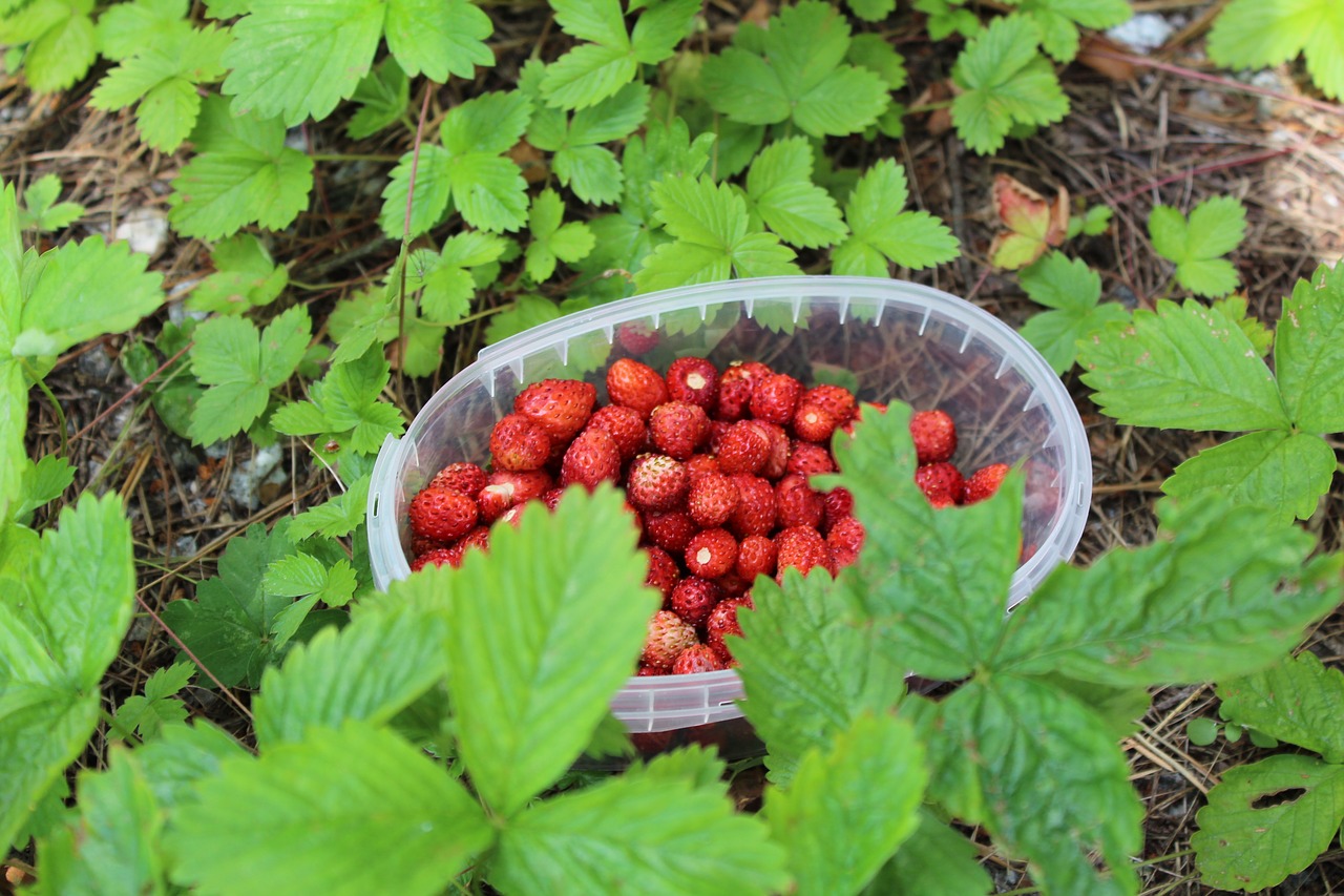 strawberry  summer  berry free photo