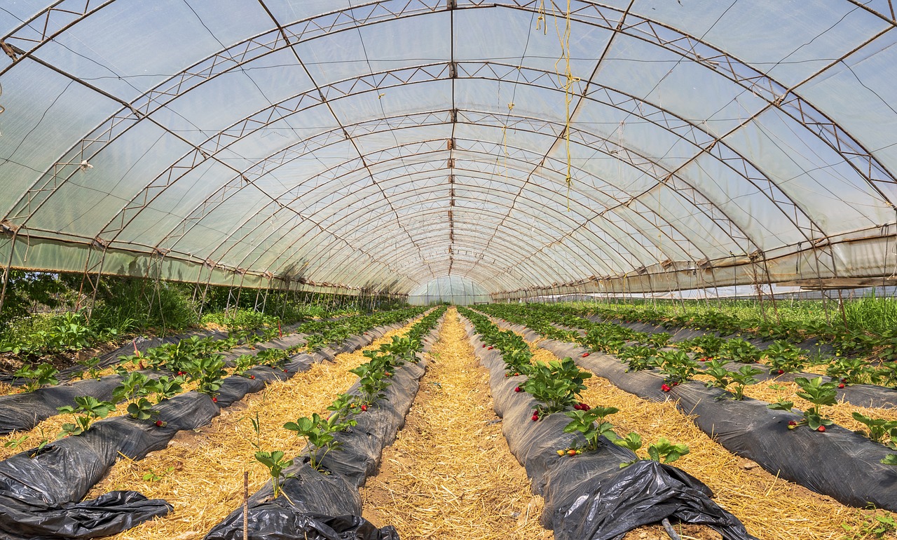 strawberry  plant  strawberries free photo