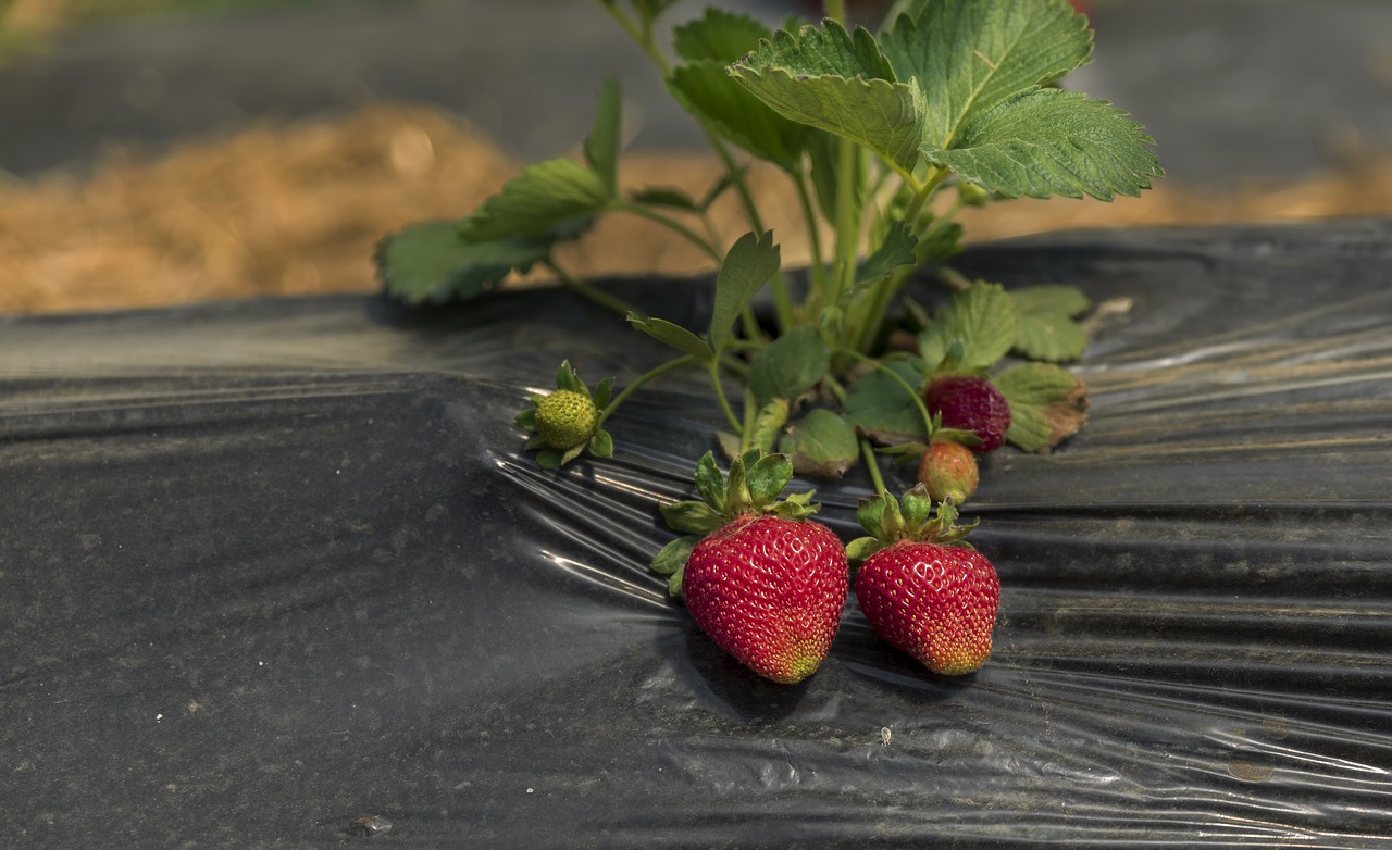 strawberry  red  fruit free photo