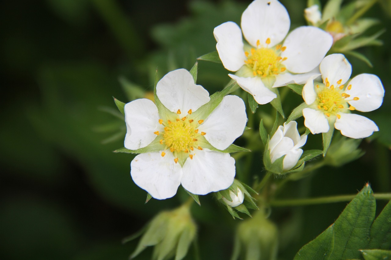 strawberry  flower  plants free photo