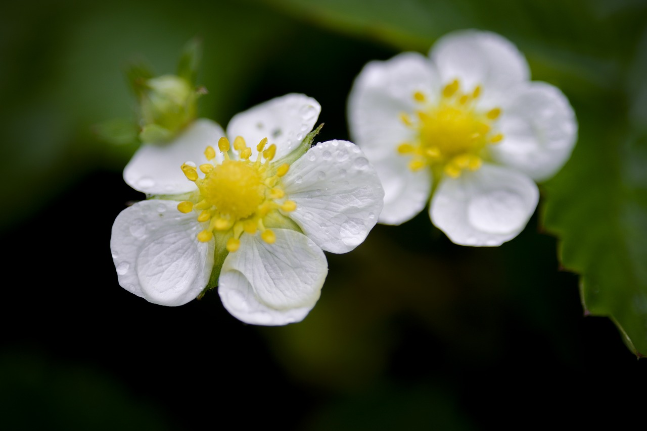 strawberry  flower  flowers free photo