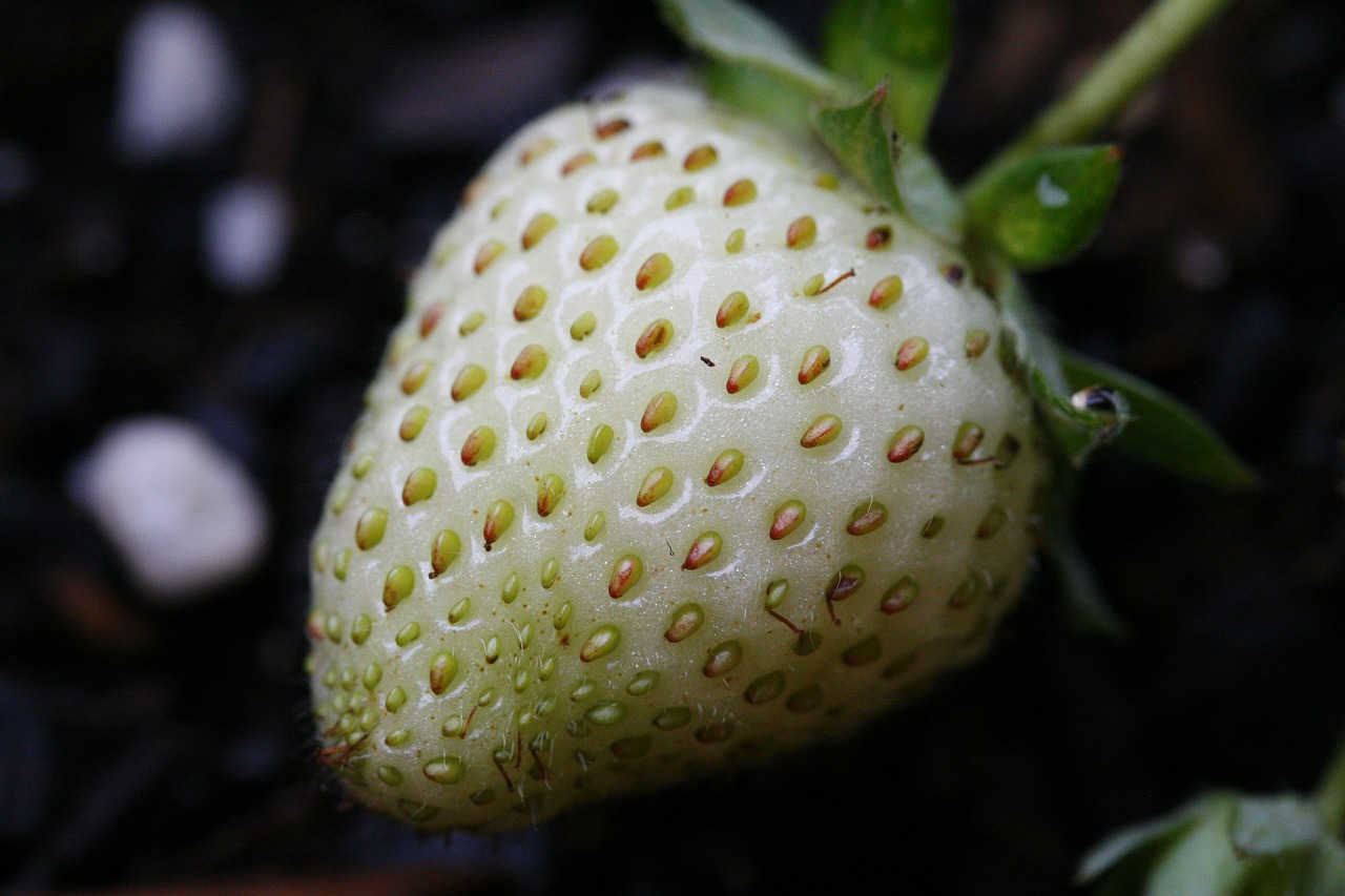 strawberry  fruits  unripe free photo