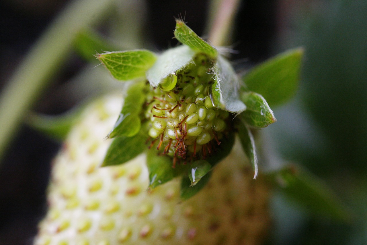 strawberry  bloom  spring free photo