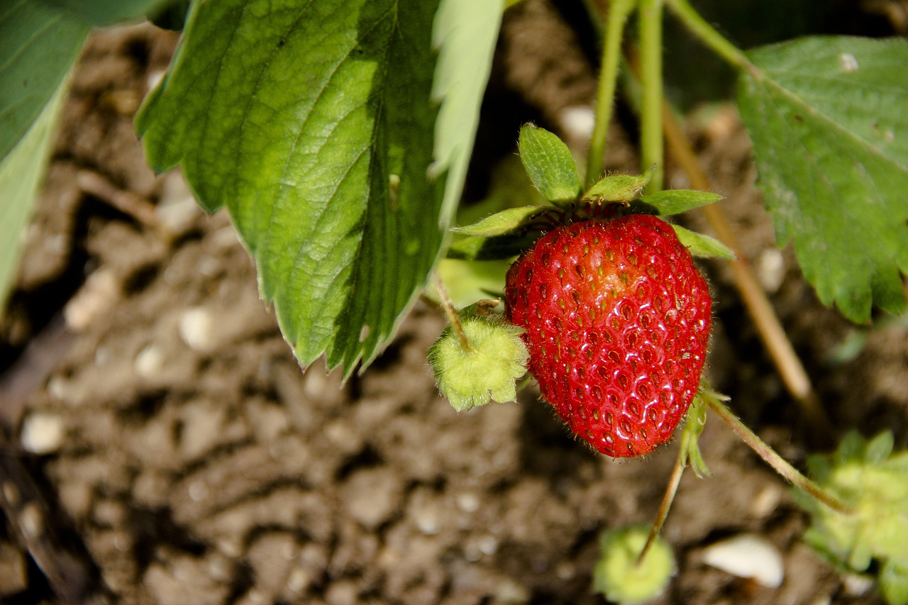 strawberry  berry  fruit free photo
