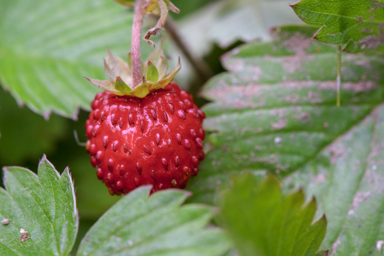 strawberry  wild strawberry  fruit free photo