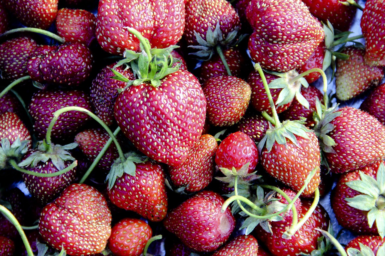 strawberry  berry  fruit free photo