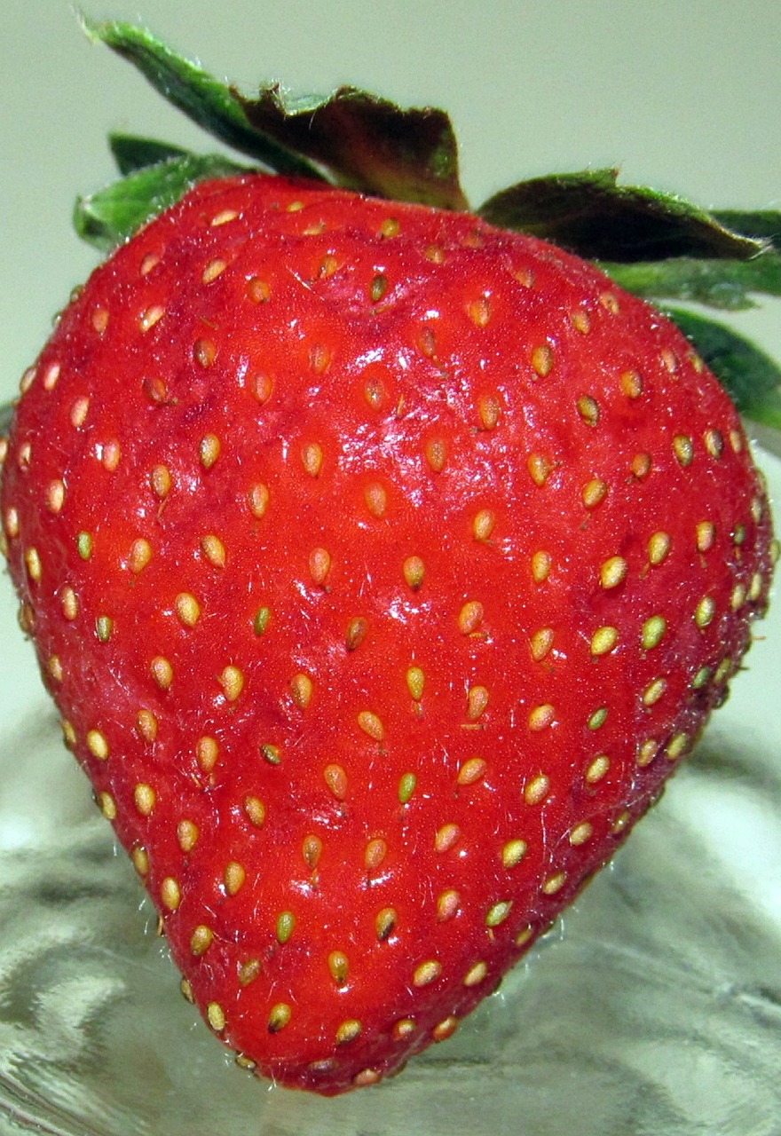 strawberry fresh red free photo