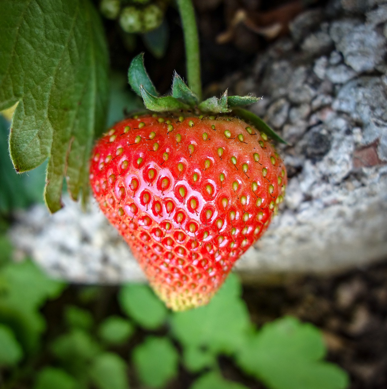 strawberry  unripe strawberry  growth free photo