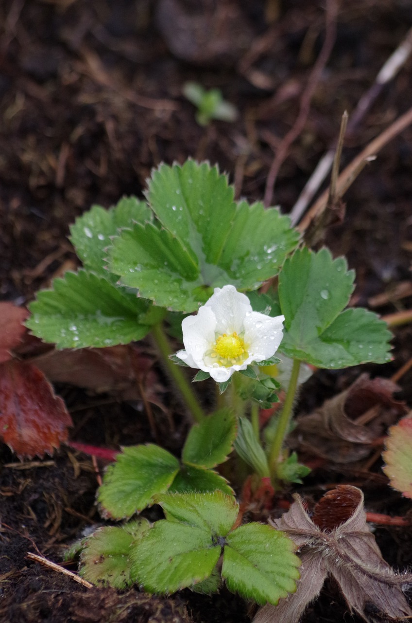 strawberry bloom spring free photo