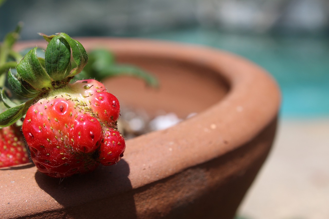 strawberry  ripe  growing free photo
