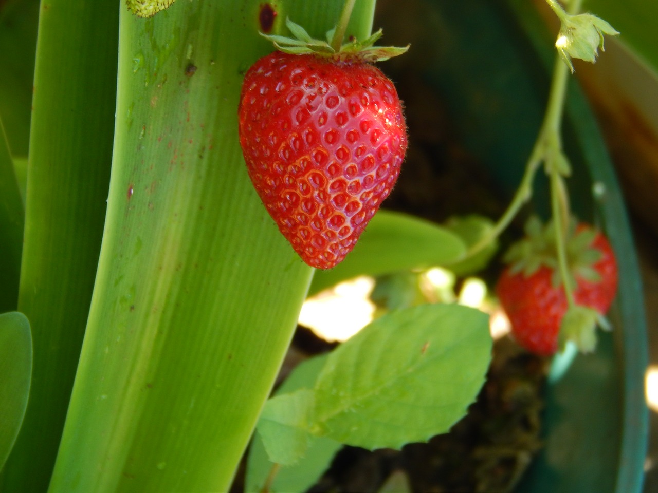 strawberry huerta garden free photo