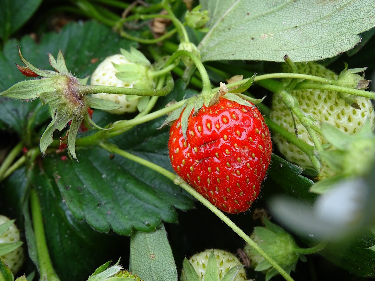 strawberry red fresh free photo