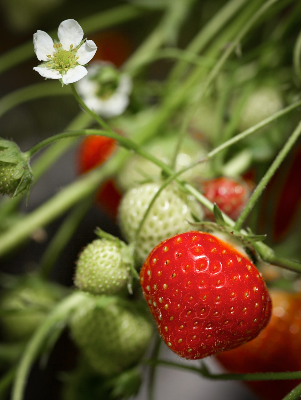 strawberry agriculture berries free photo