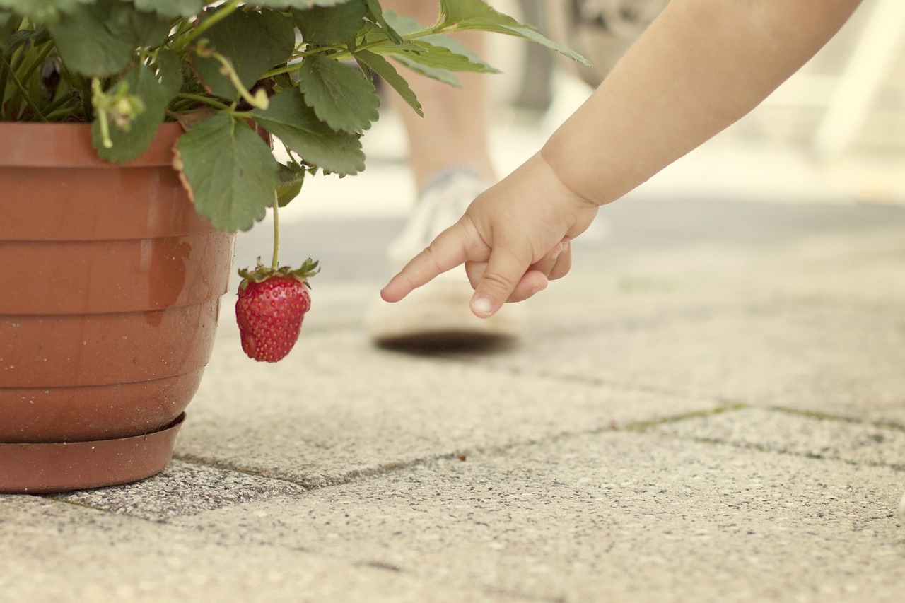 strawberry show red free photo