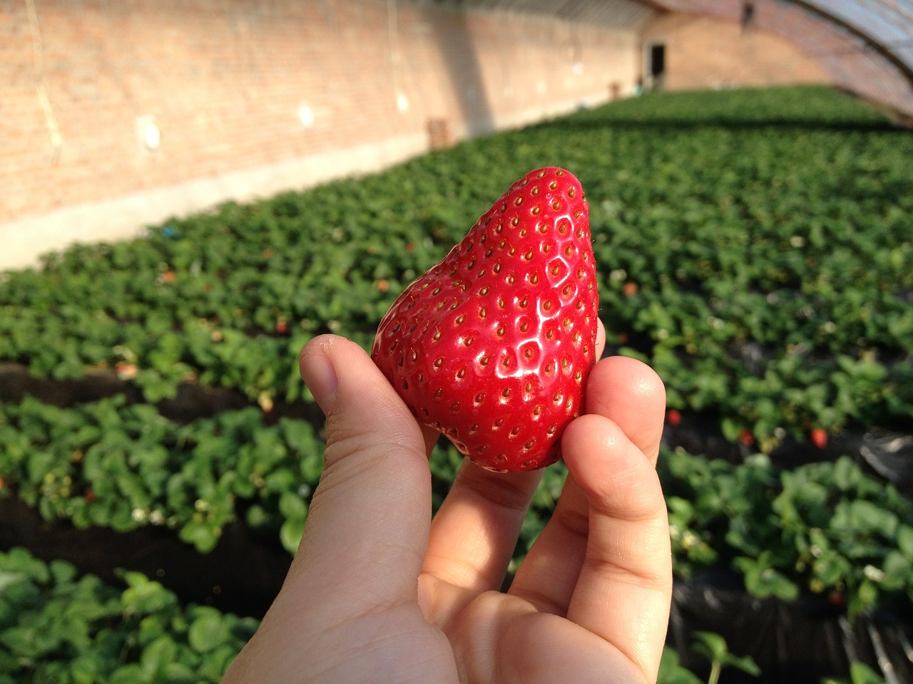 strawberry green house farm free photo