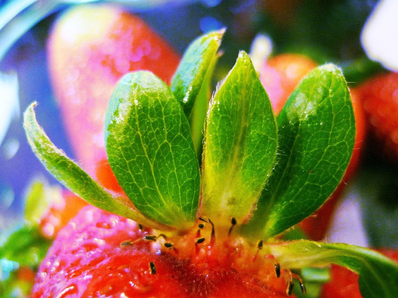 strawberry fruit macro free photo