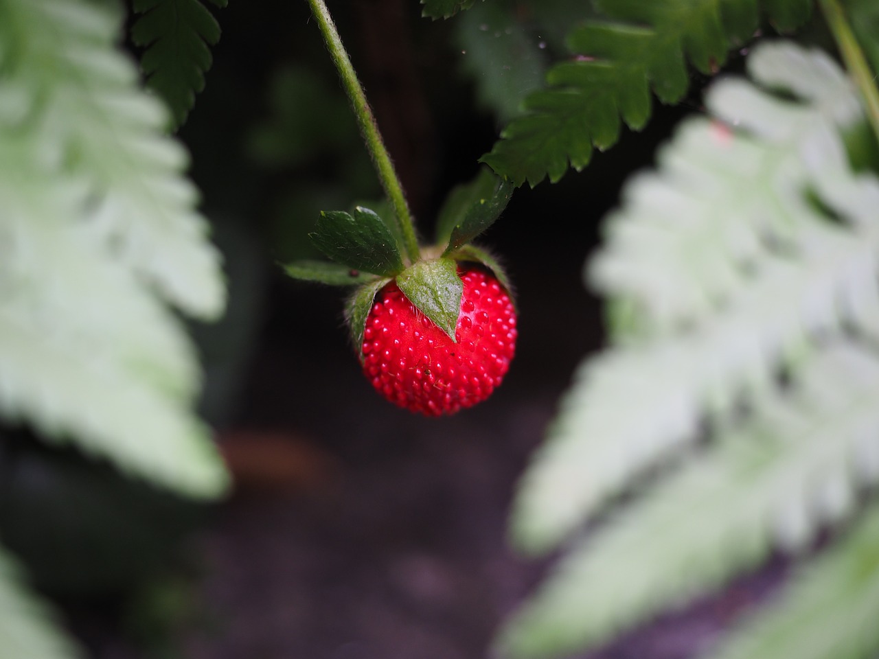 strawberry red delicious free photo