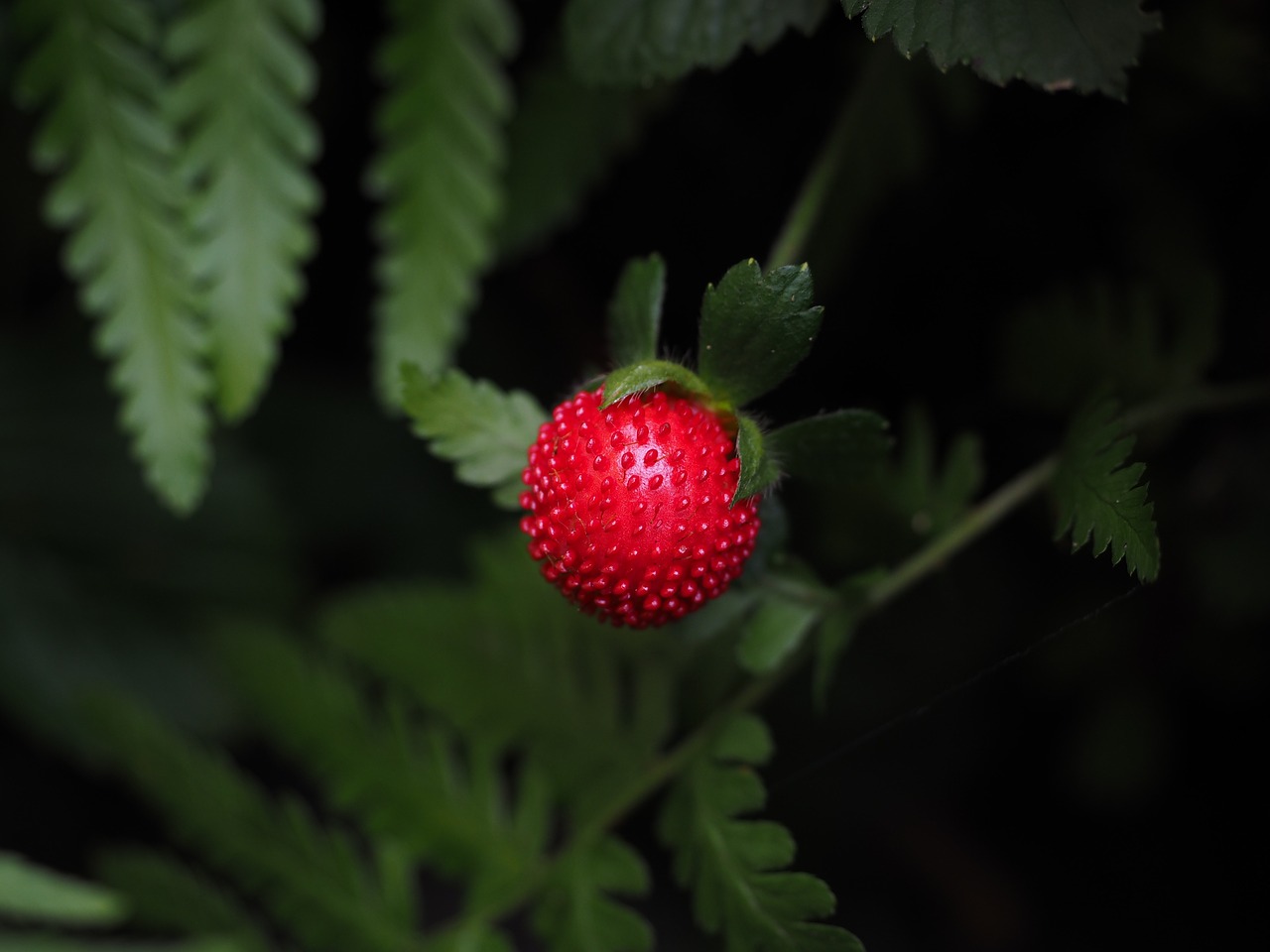 strawberry red delicious free photo