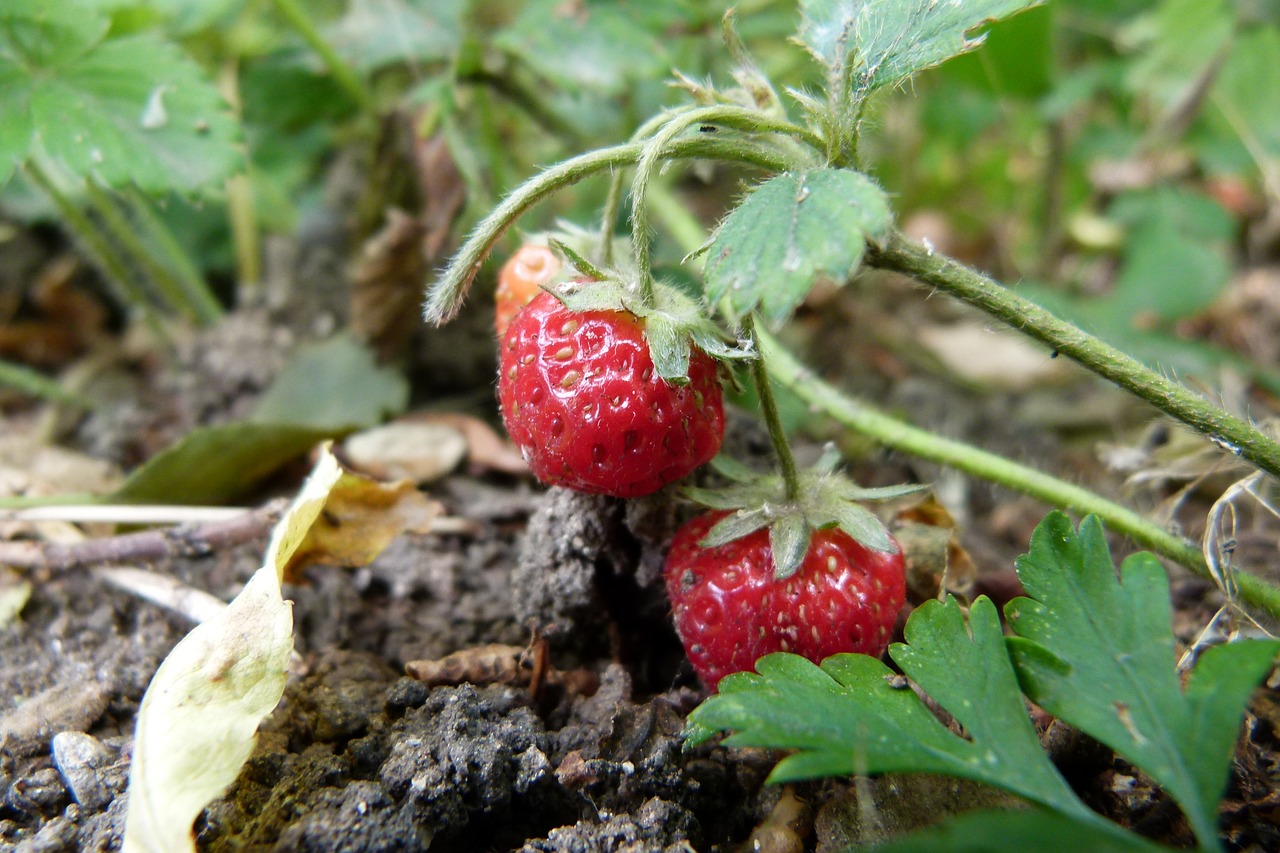 strawberry fruit summer free photo