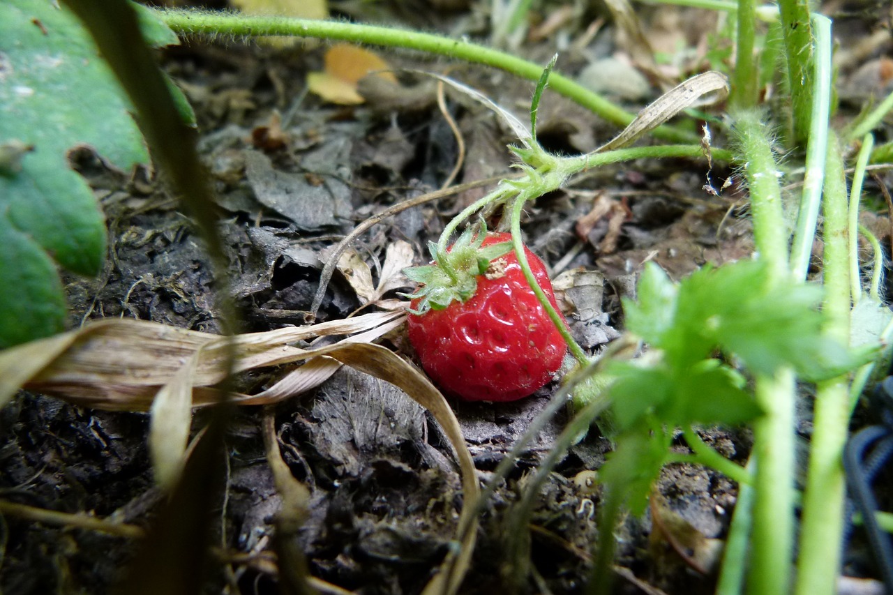 strawberry garden fruit free photo