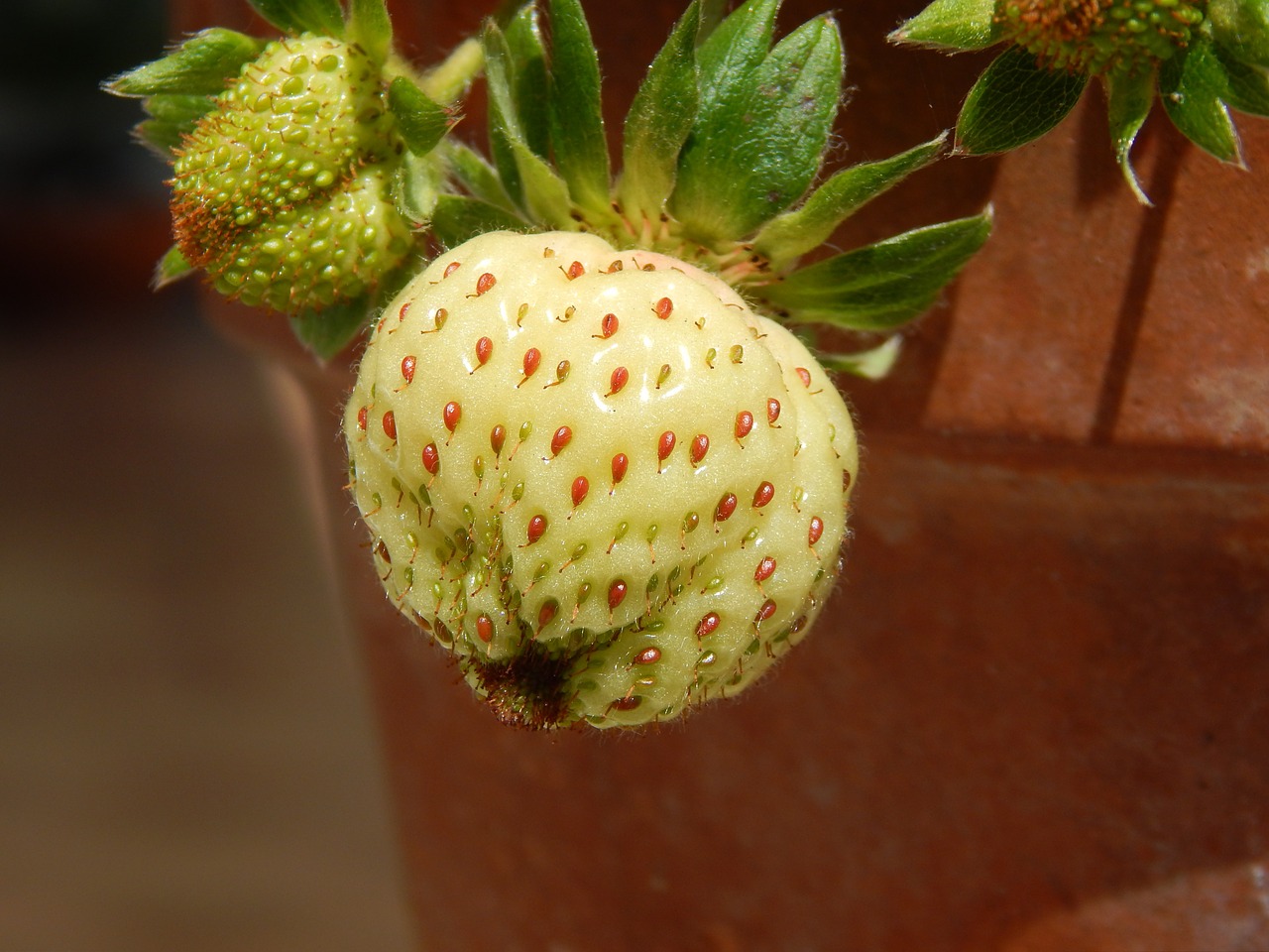 strawberry fruit nature free photo