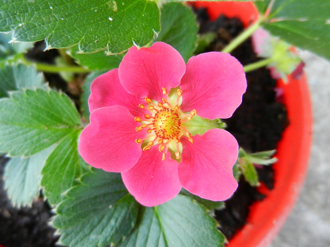 strawberry flower strawberry flower free photo