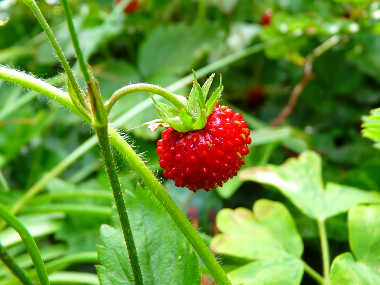 strawberry,wood strawberry,red,berry,ripe,sweet,delicious,free pictures, free photos, free images, royalty free, free illustrations, public domain