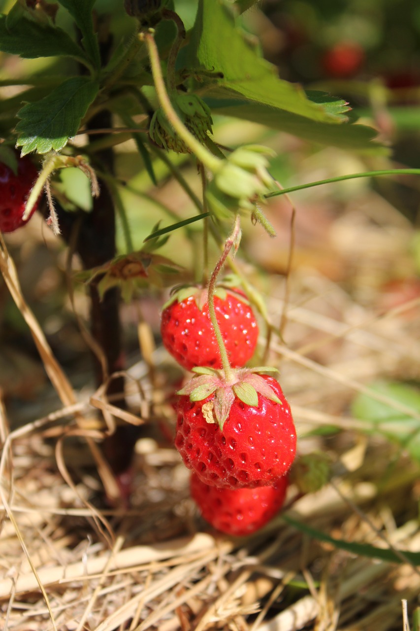 strawberry vegetable garden dacha free photo
