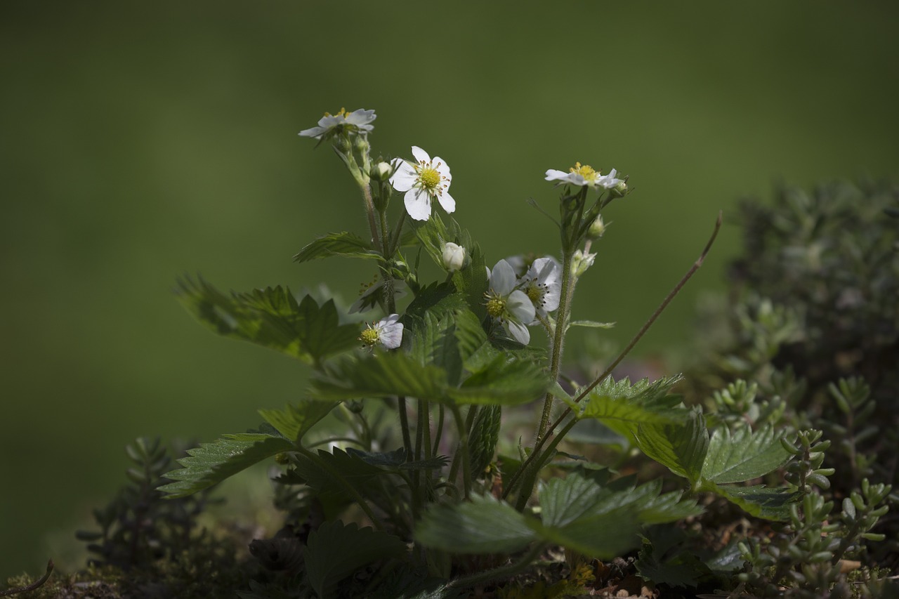 strawberry strawberry flower strawberry plant free photo