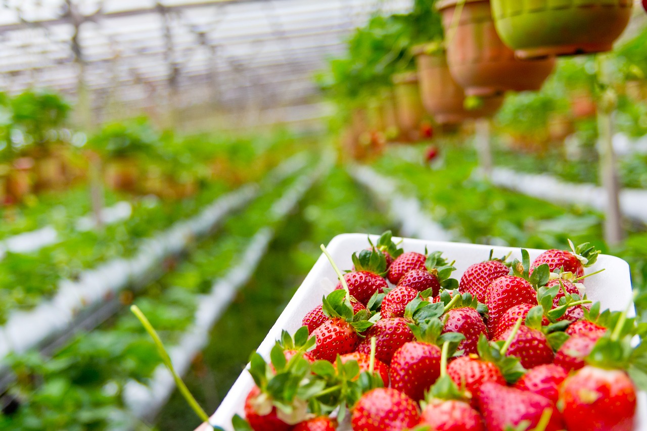 strawberry plantation growing free photo